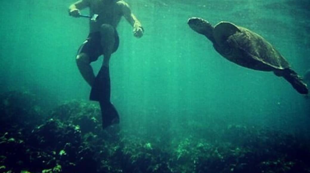 Super epic coral and some really good sea life! Right off the beach. All you need is the gear. You don't need any tours or anything at all :)