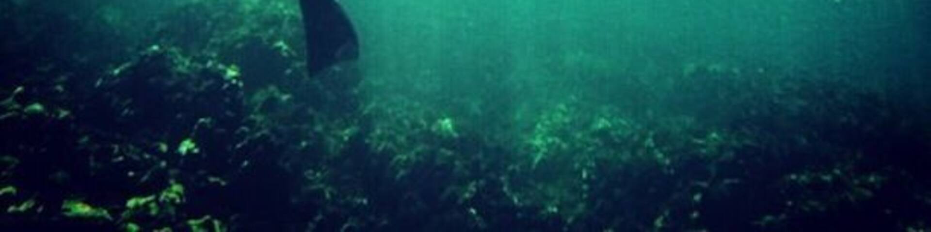 Super epic coral and some really good sea life! Right off the beach. All you need is the gear. You don't need any tours or anything at all :)