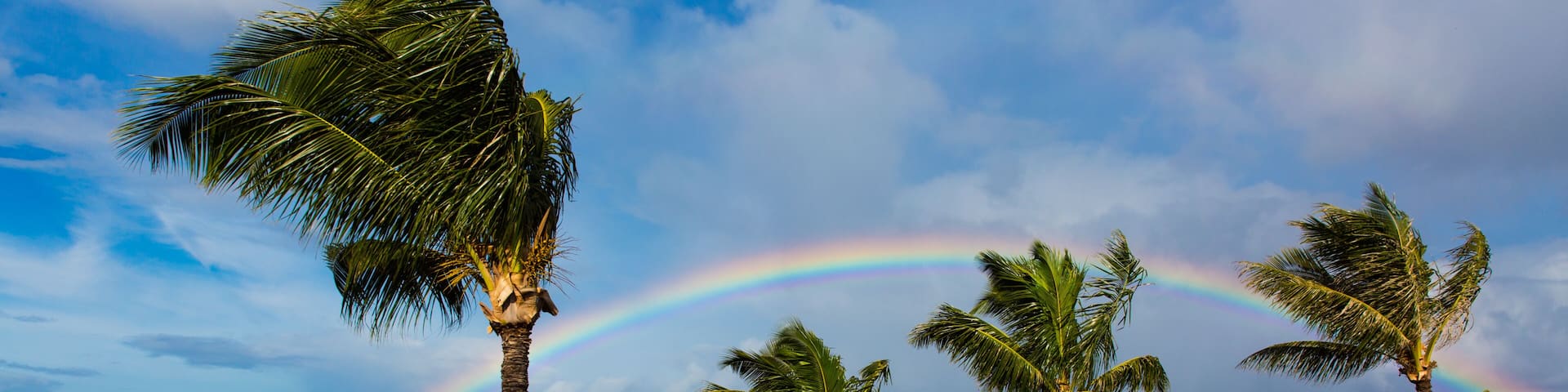 A beach with palm trees and a rainbow over the ocean.
