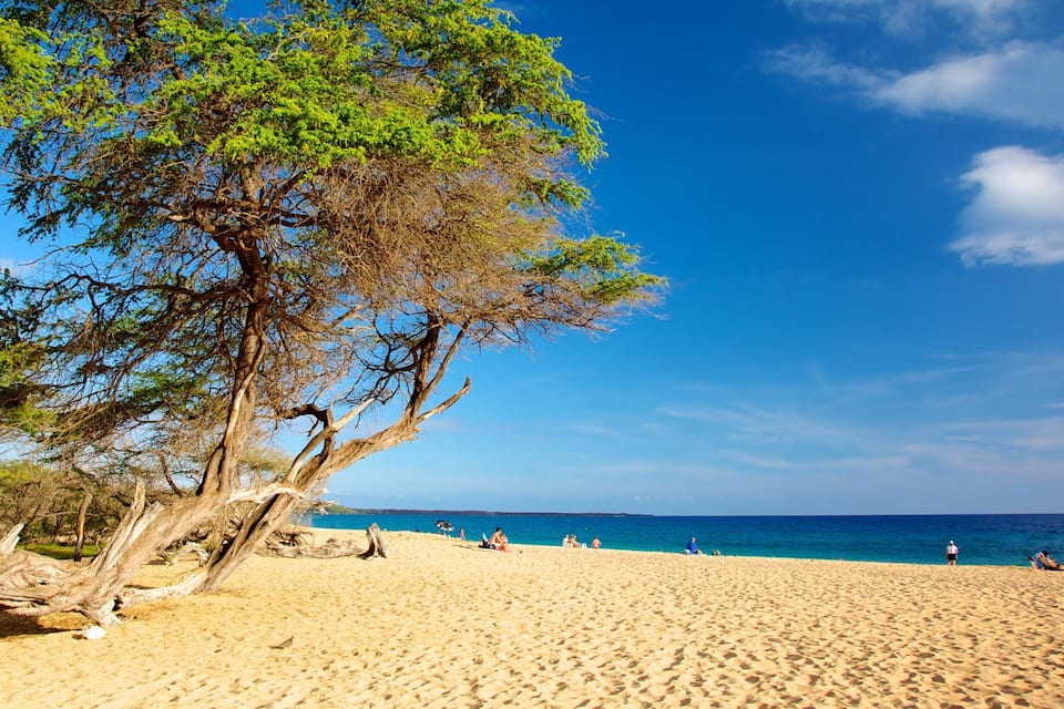 A sandy beach with a large tree and a clear blue sky.
