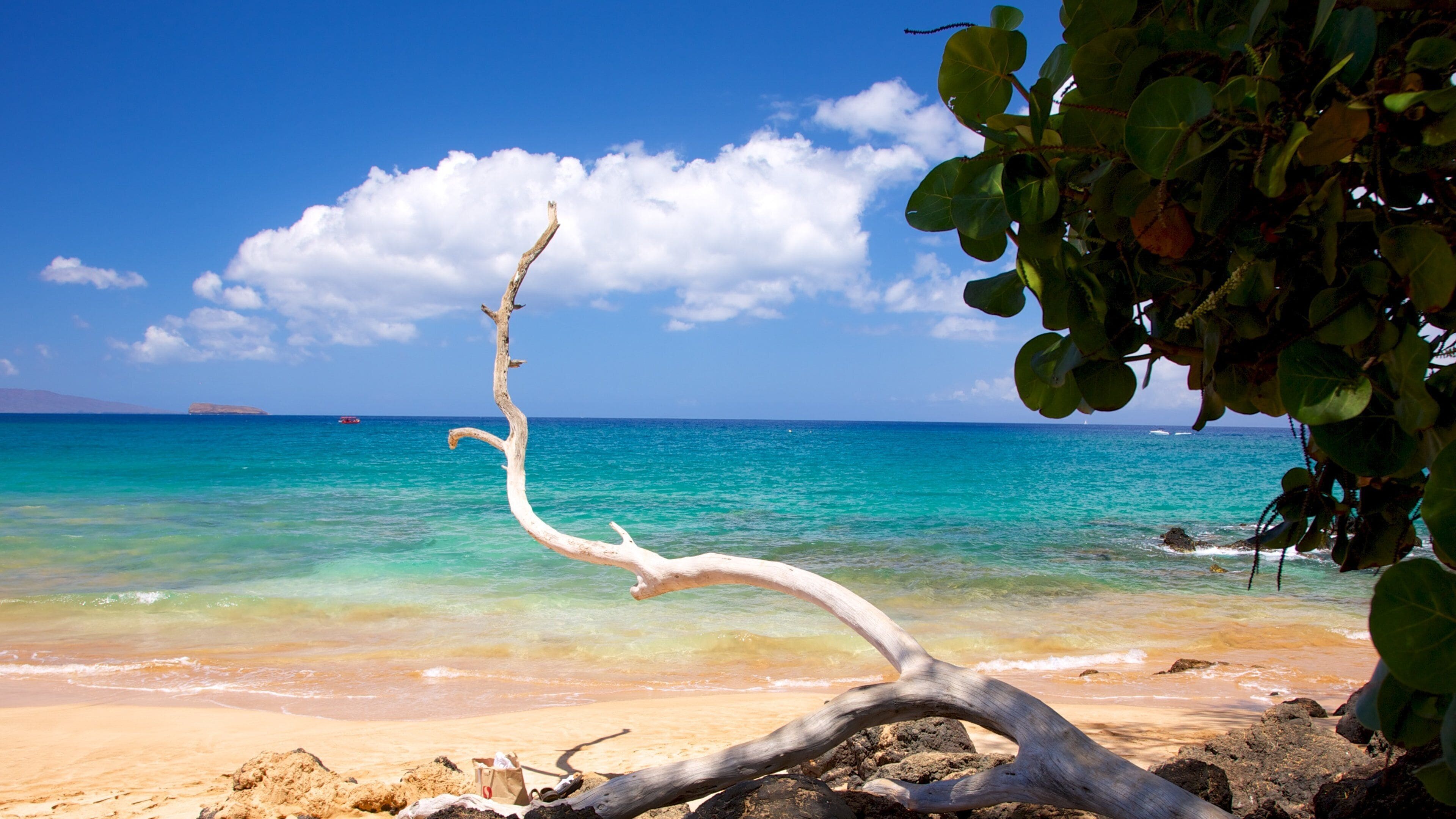 A beach with clear turquoise water, a white tree trunk, and a distant island.