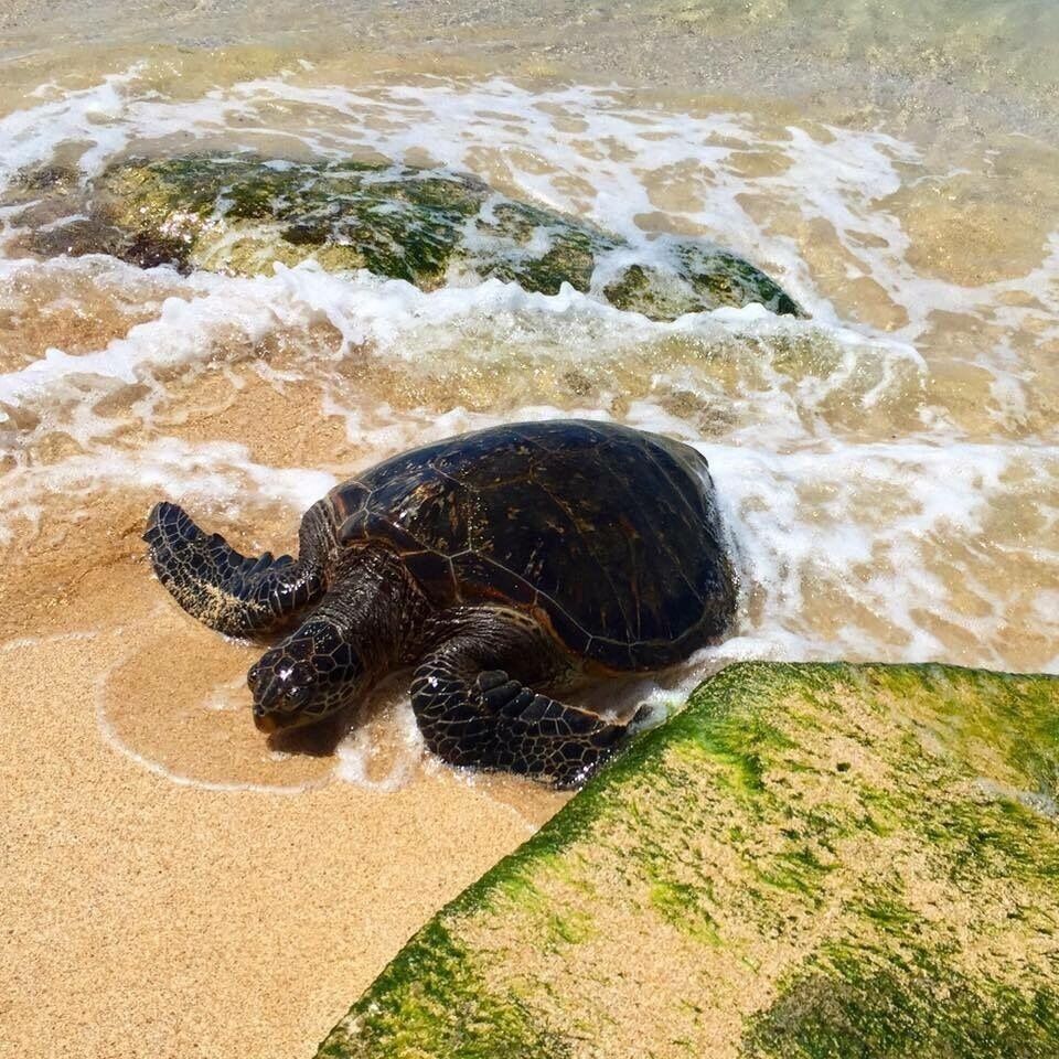 Love these creatures😊 catch them in their natural habitat😊 maui, hawaii