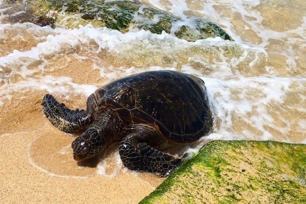 A sea turtle on a sandy beach with waves.