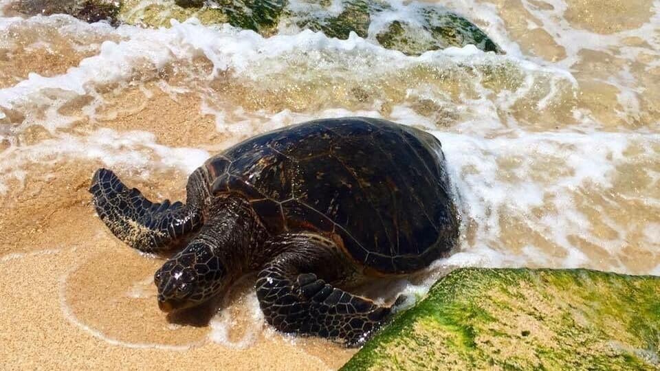 A sea turtle on a sandy beach with waves.