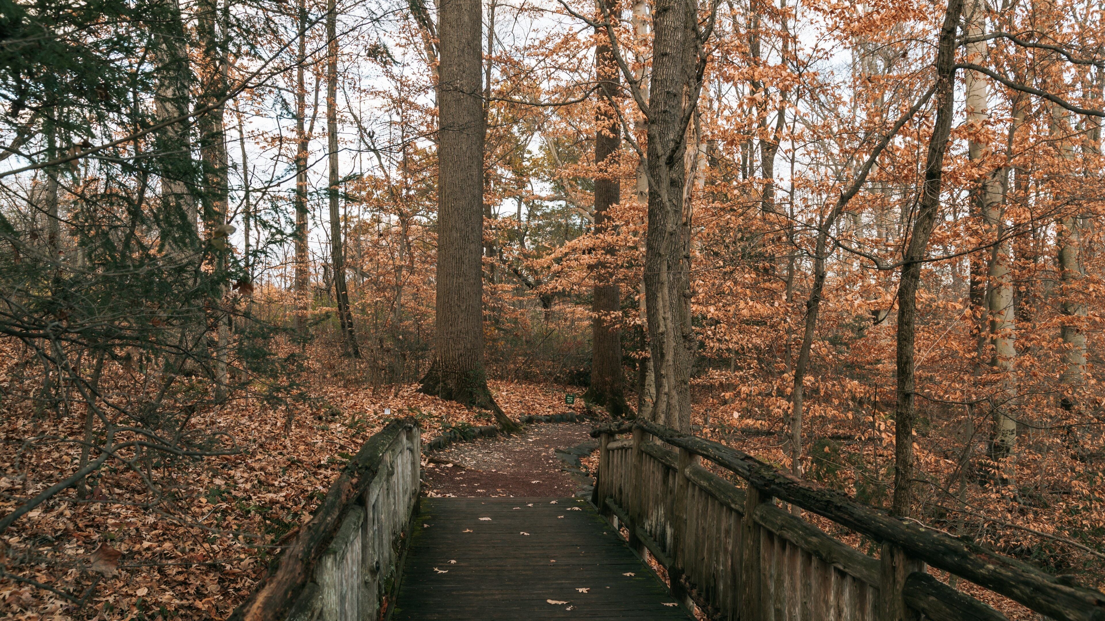 U.S. National Arboretum showing fall colors and a park