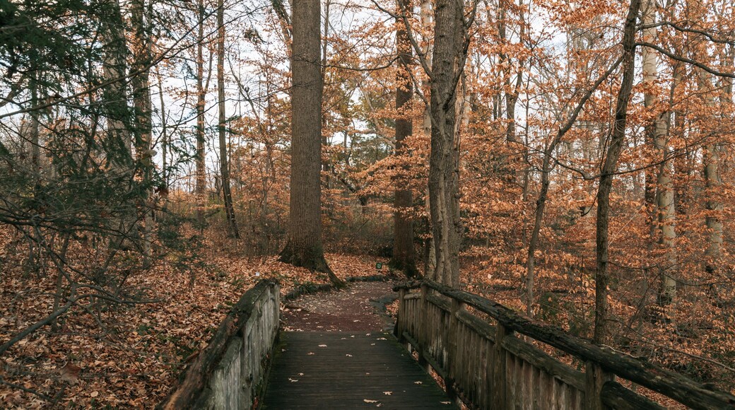 U.S. National Arboretum showing fall colors and a park
