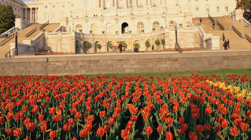 Capitol building with bed of tulips