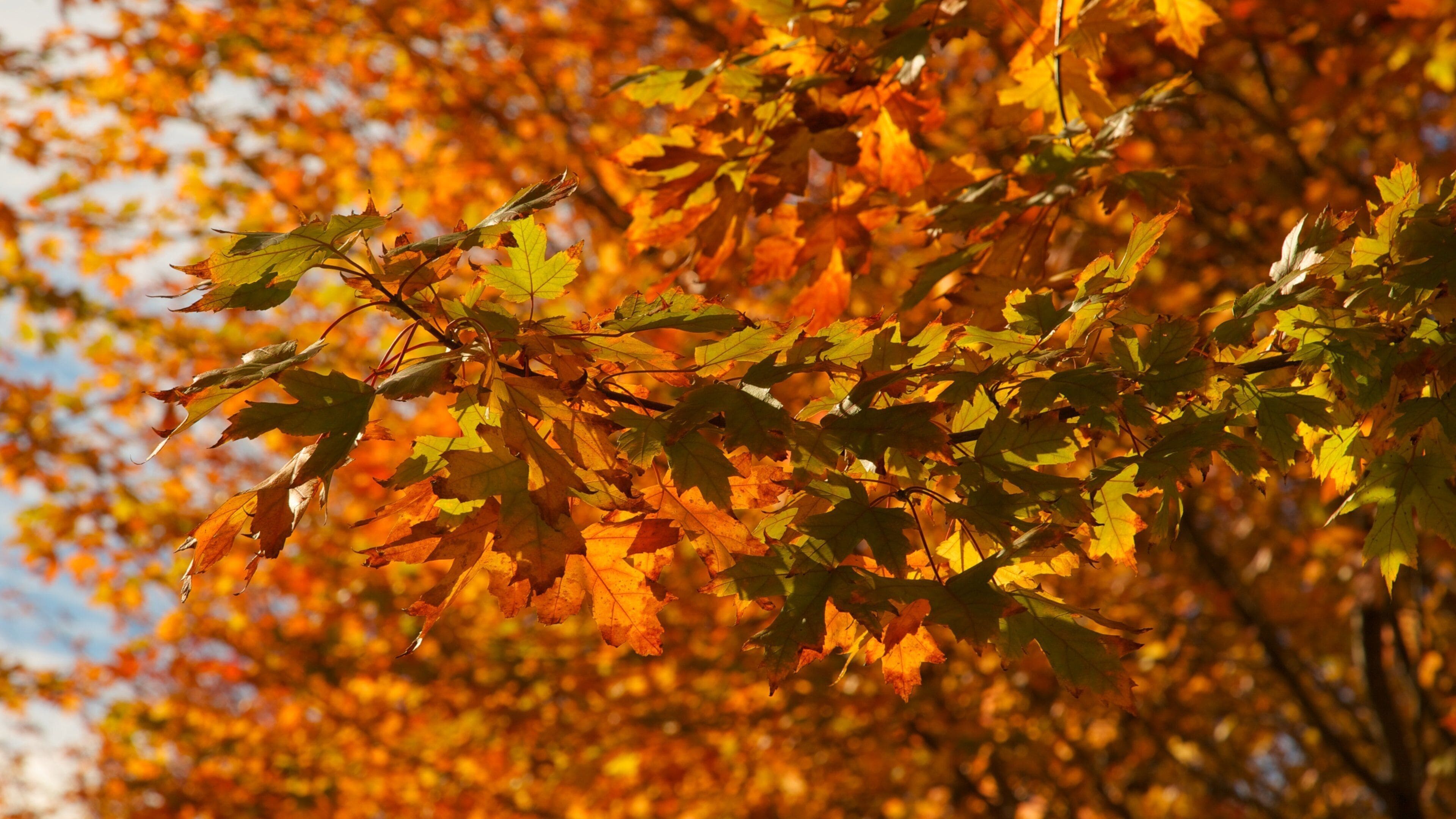 Vibrant autumn leaves create a stunning backdrop in Millennium Park, Chicago during a sunny day