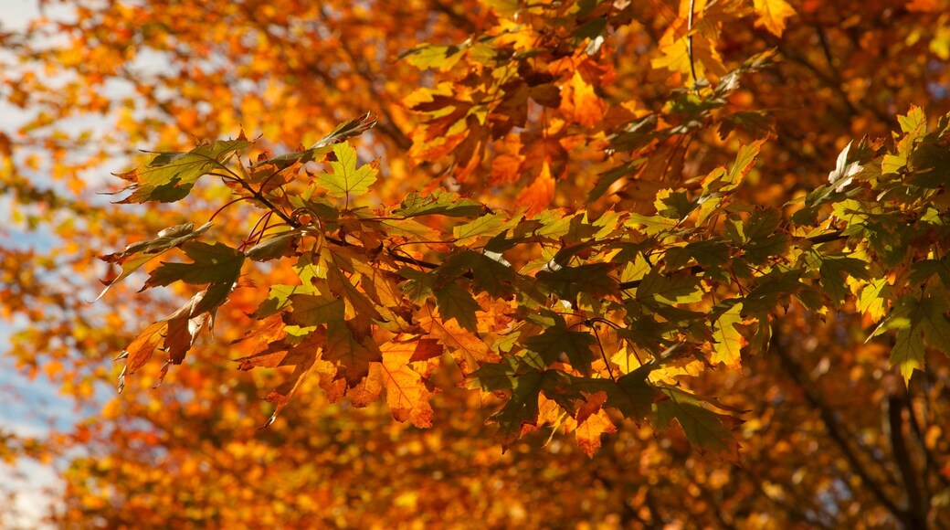 Vibrant autumn leaves create a stunning backdrop in Millennium Park, Chicago during a sunny day