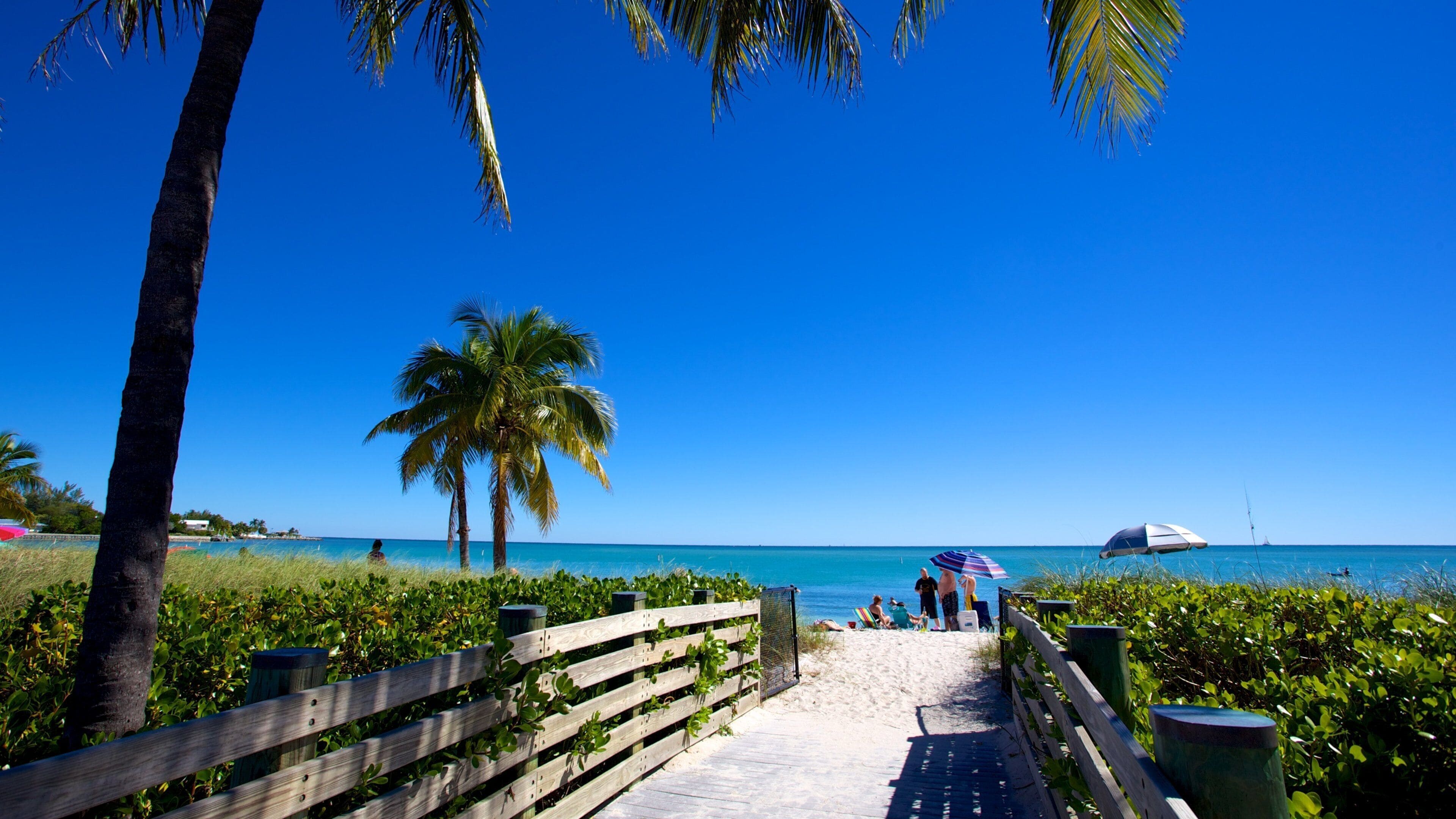 A wooden pathway leading to a beach with palm trees and a clear blue sky.