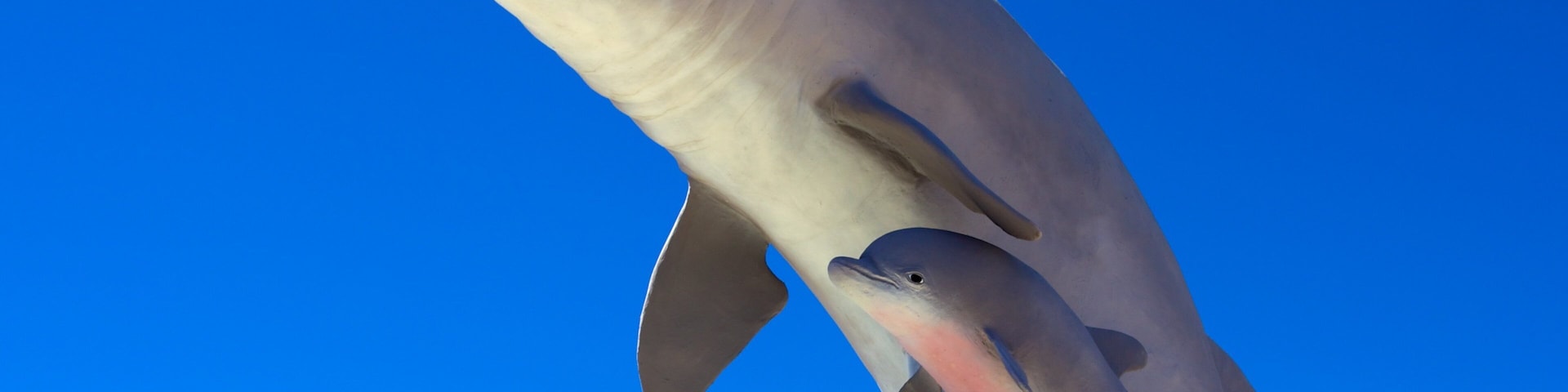 Dolphin Research Center which includes a statue or sculpture