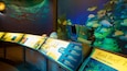 An aquarium exhibit with fish tanks and informational displays.