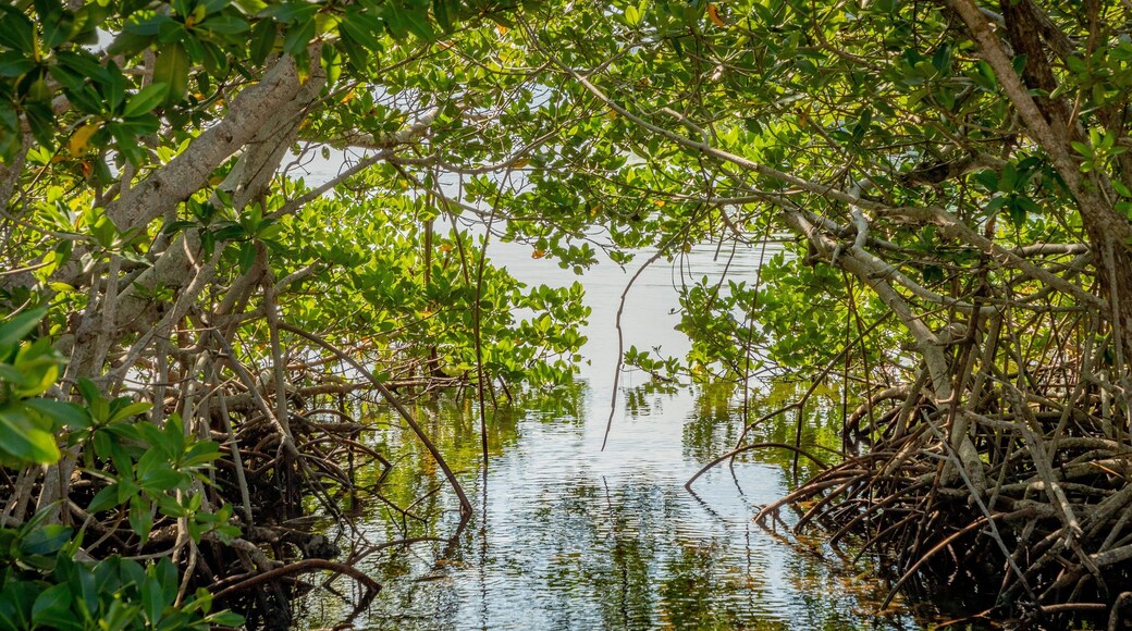 Crane Point Museum and Nature Center which includes wetlands