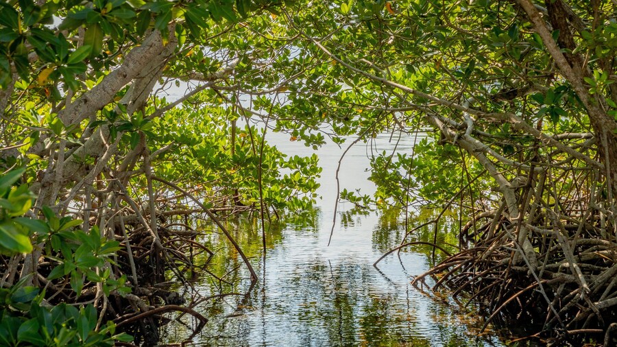 Crane Point Museum and Nature Center which includes wetlands
