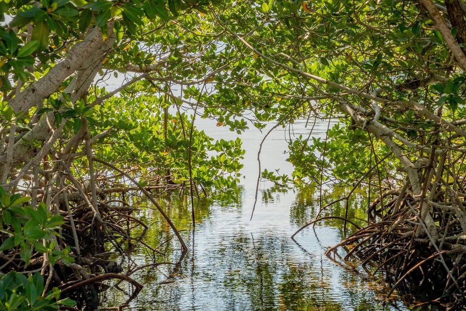 Une forêt de mangroves aux feuillages verts et denses, avec des racines entrelacées dans des eaux peu profondes.