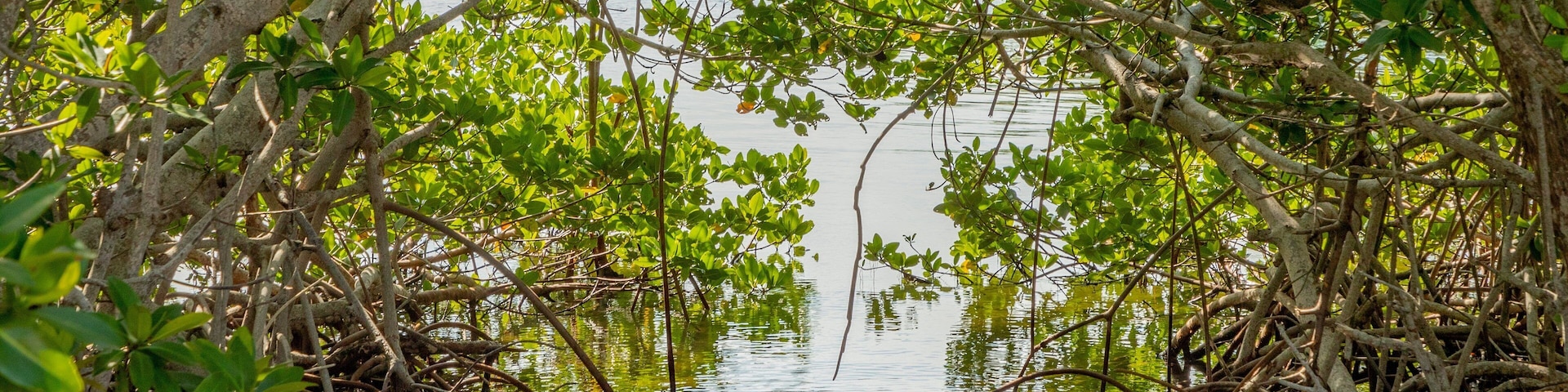 Crane Point Museum and Nature Center which includes wetlands