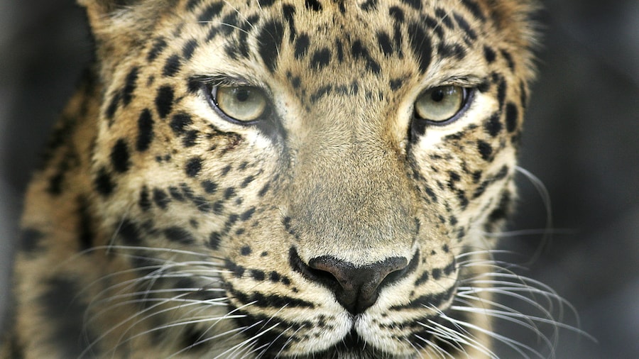 Central Florida Zoo & Botanical Gardens which includes land animals, zoo animals and dangerous animals