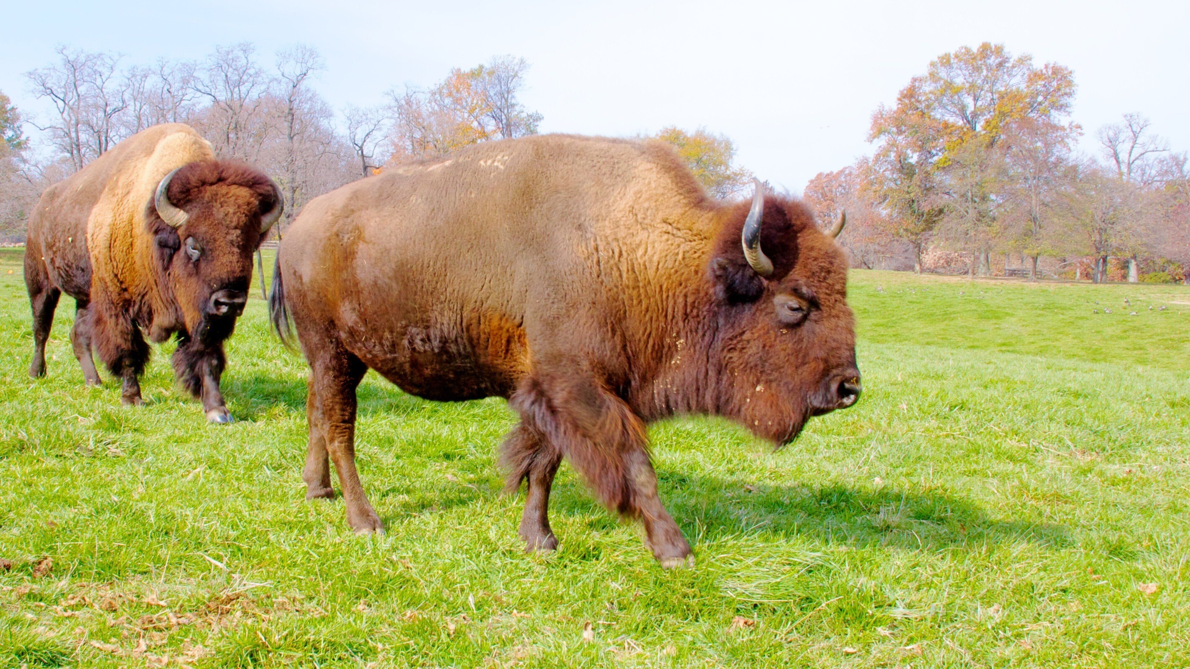 Grants Farm que inclui animais de zoológico, animais terrestres e cores do outono