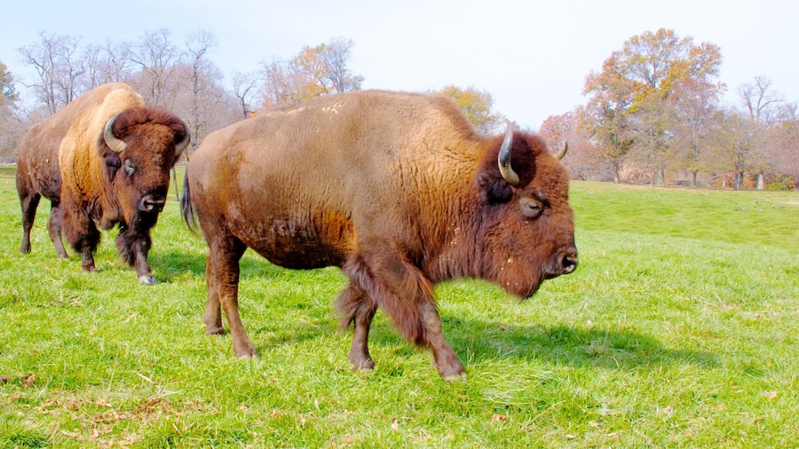 Grants Farm que inclui animais de zoolĂłgico, animais terrestres e cores do outono