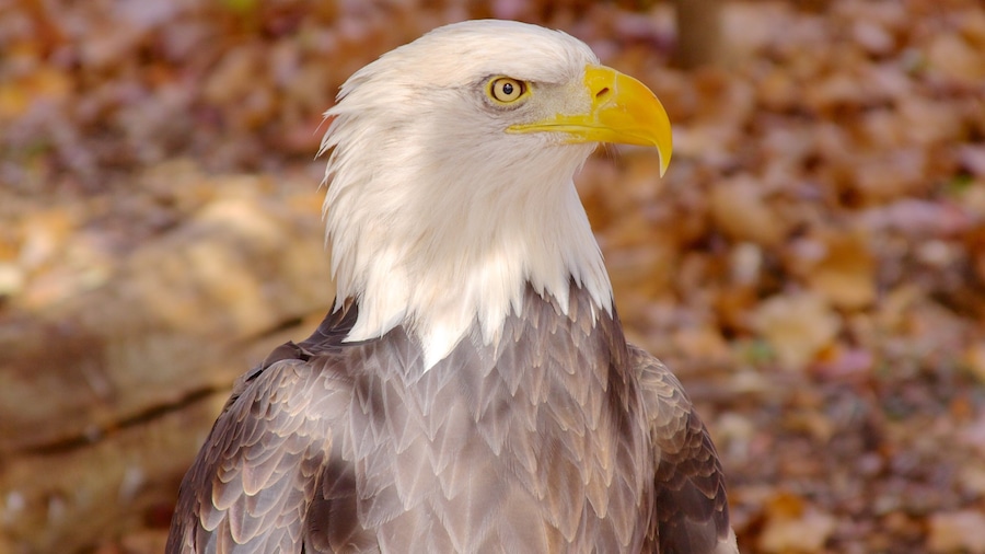 Grants Farm featuring bird life