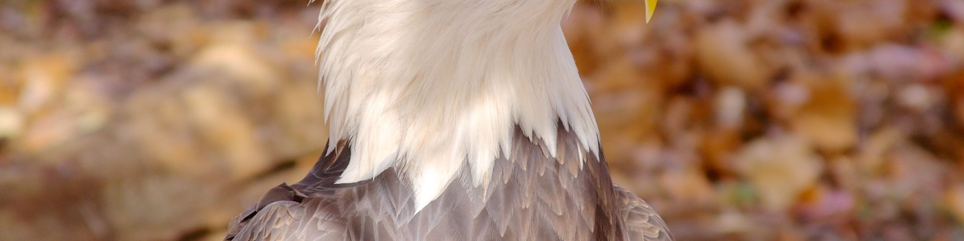 格蘭農場 设有 鳥禽動物