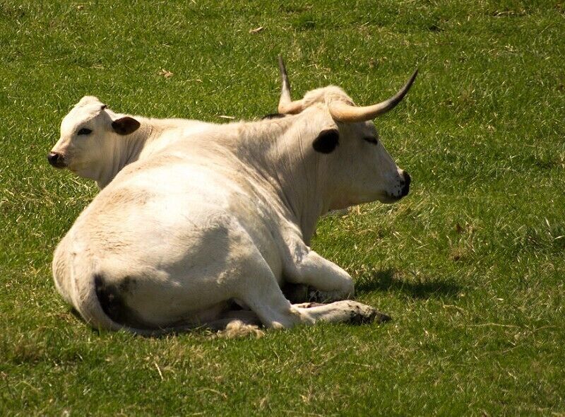 Cows alongside Clydesdale horses and other animals