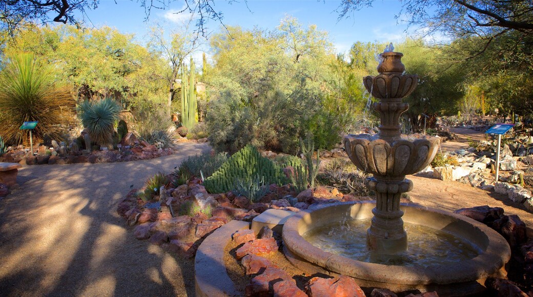 Vườn Bách thảo Tucson cho thấy khu vườn