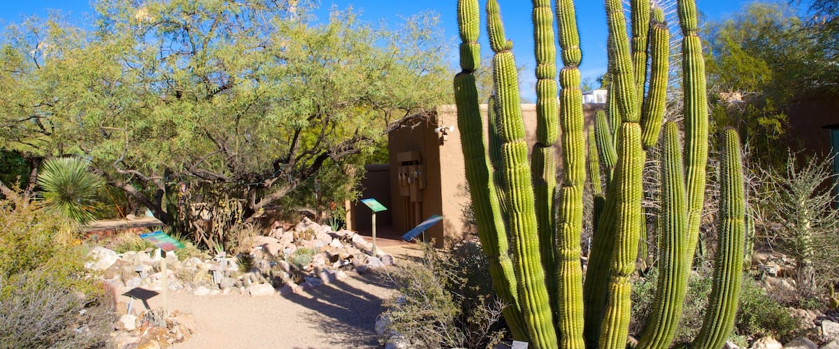 Tucsonin kasvipuutarha johon kuuluu puisto