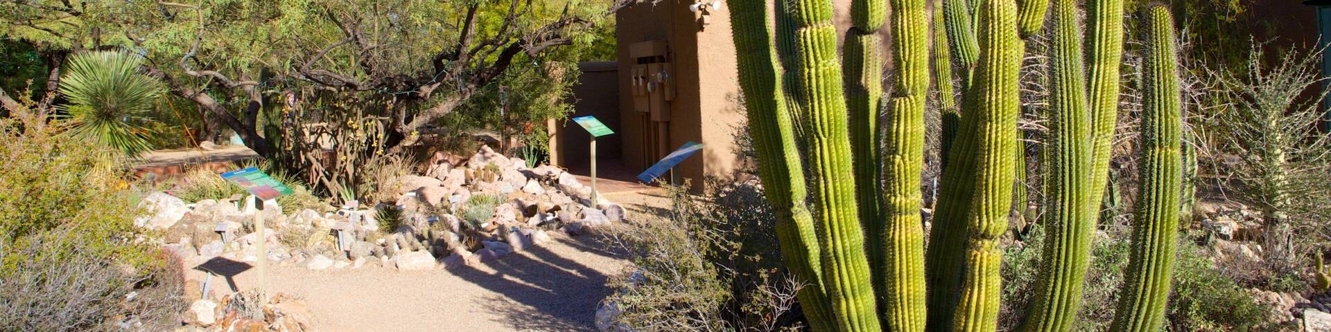 A desert landscape with tall cacti, a building, and sparse trees.