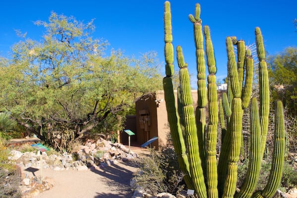 Tucson Botanical Gardens mostrando un parque