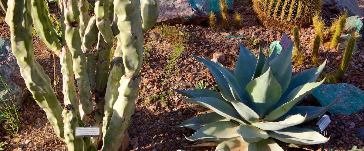 Tucson Botanical Gardens showing a garden