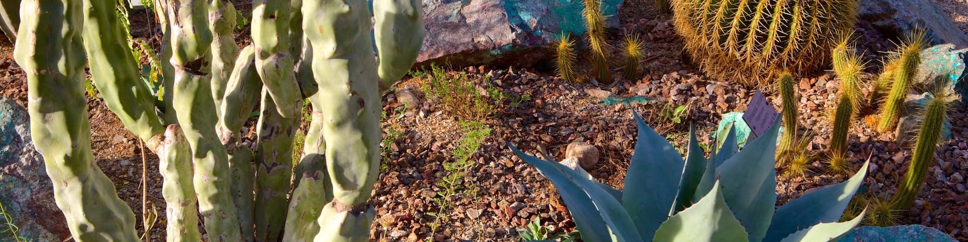 Tucson Botanical Gardens showing a garden