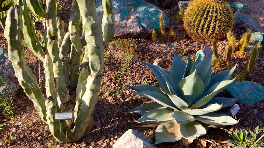 Tucson Botanical Gardens showing a garden