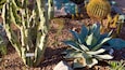 Tucson Botanical Gardens showing a garden