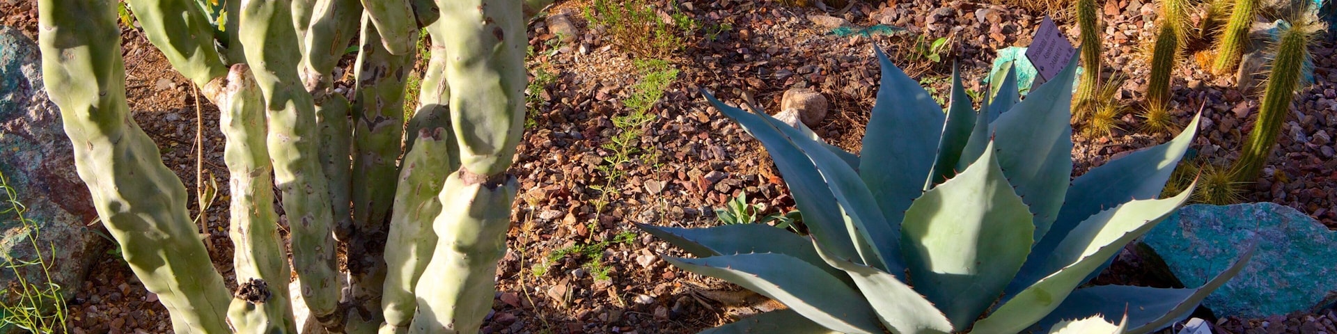 Tucson Botanical Gardens showing a garden