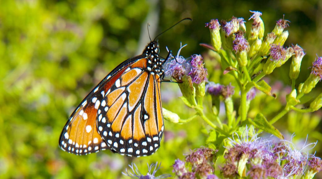 Tucson Botanical Gardens featuring animals and flowers