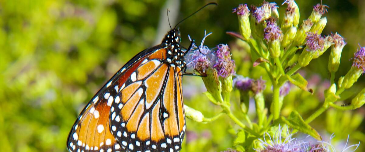 Tucson Botanical Gardens featuring animals and flowers