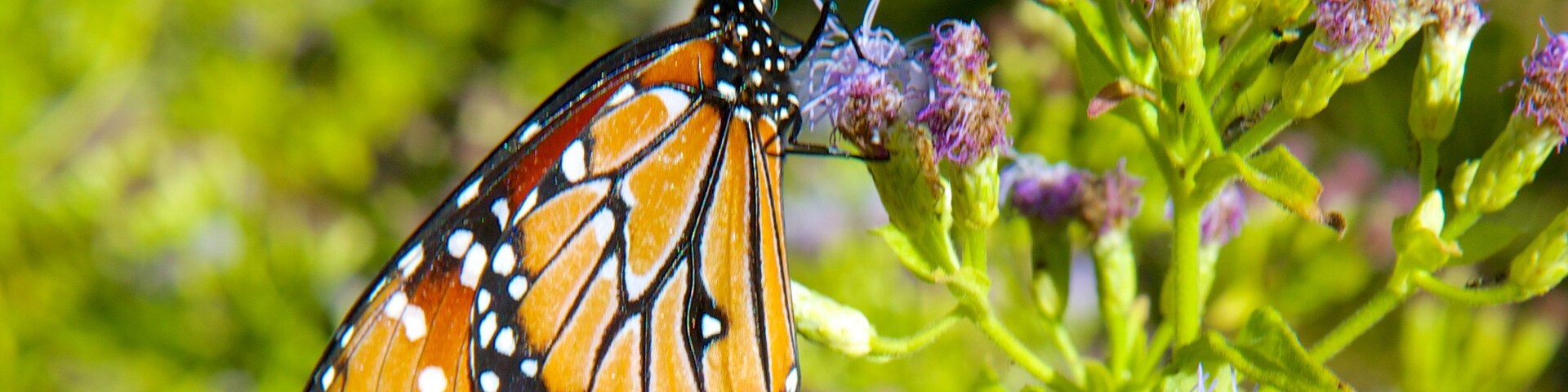 Tucson Botanical Gardens featuring animals and flowers