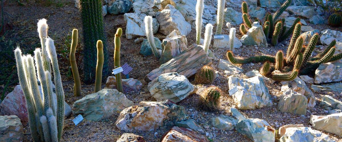 Tucson Botanical Gardens which includes a park