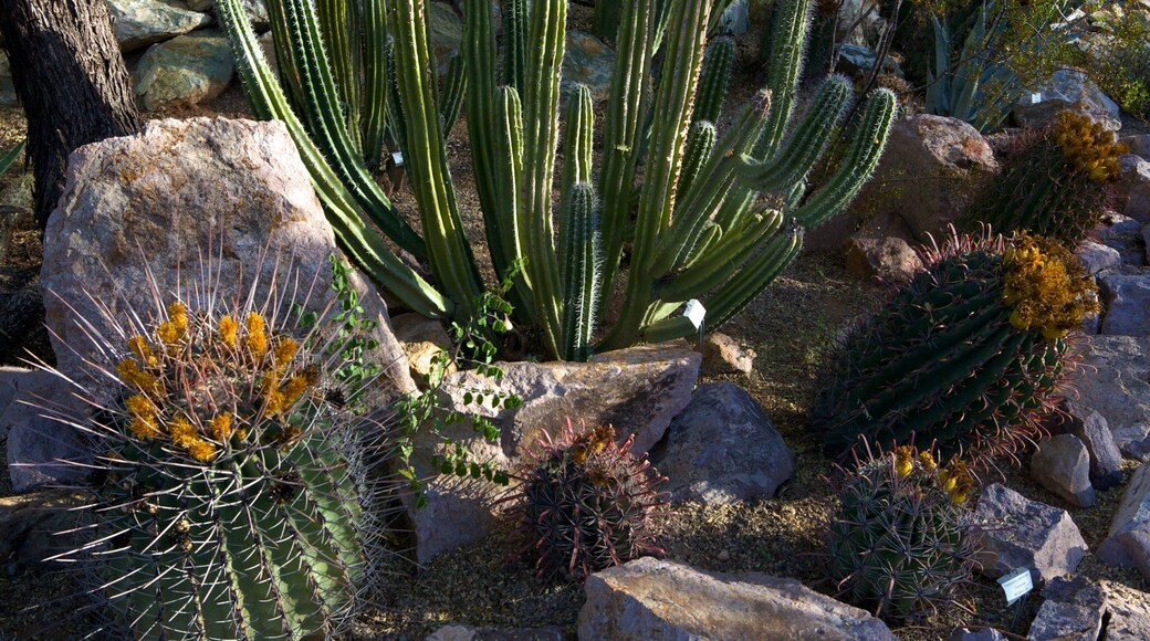 Vườn Bách thảo Tucson trong đó bao gồm khu vườn