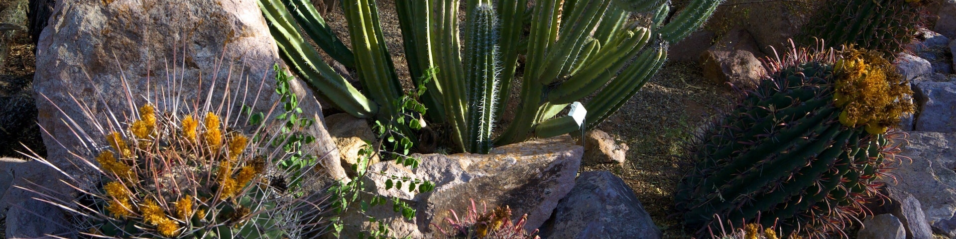 Tucson Botanical Gardens featuring a garden