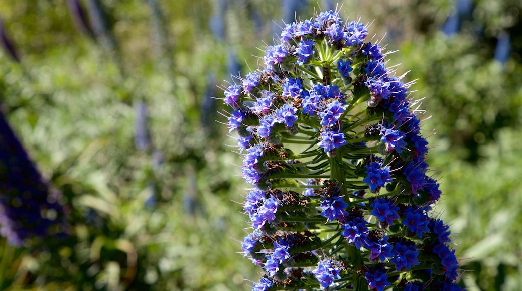 Conservatory of Flowers showing wild flowers