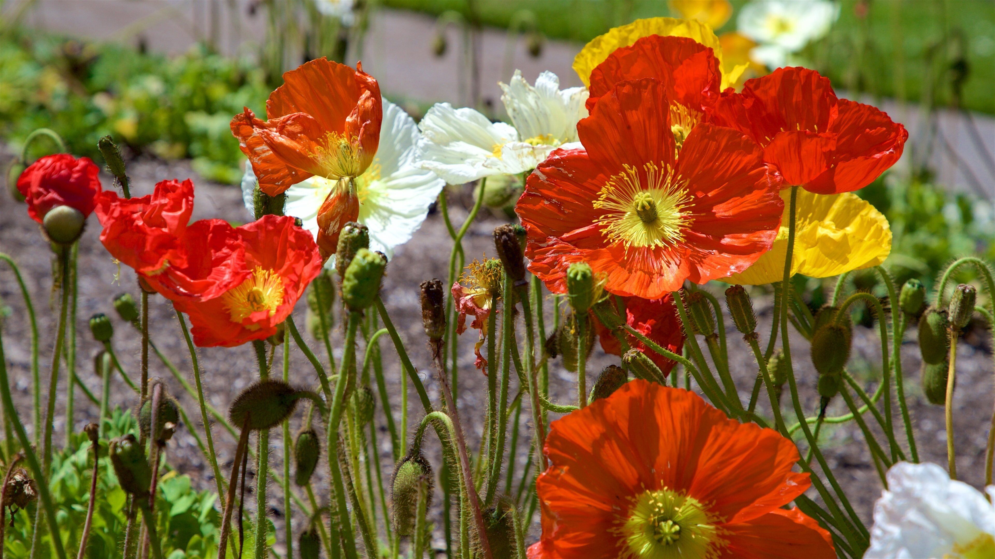 Conservatory of Flowers which includes wildflowers