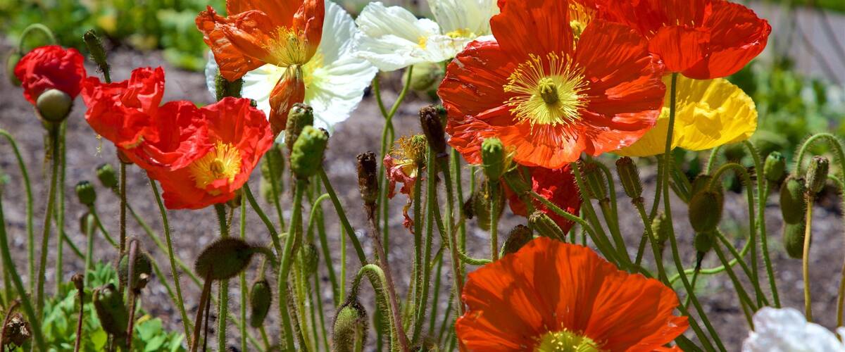 Conservatory of Flowers which includes wildflowers