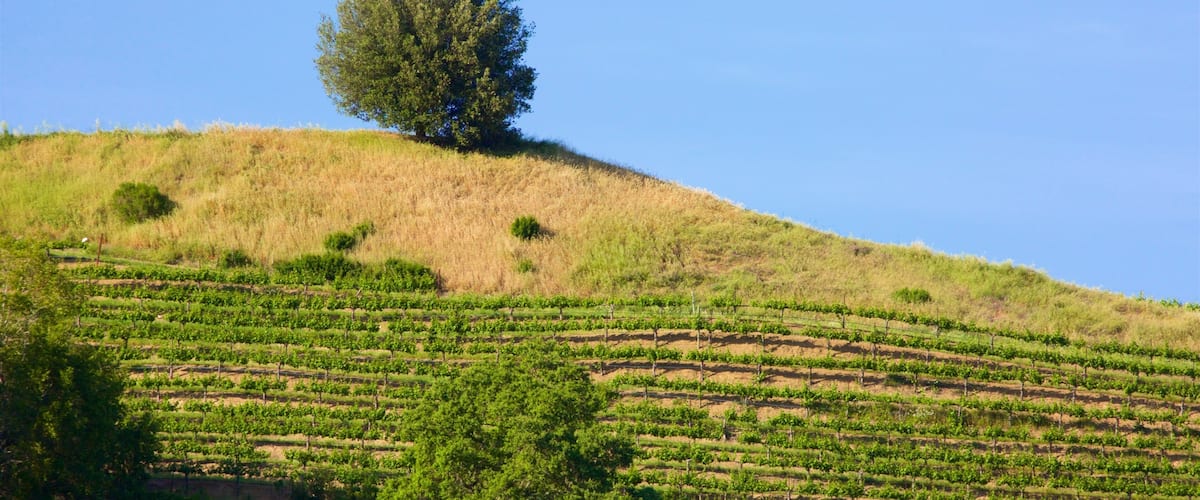 Hess Collection mostrando tierra de cultivo