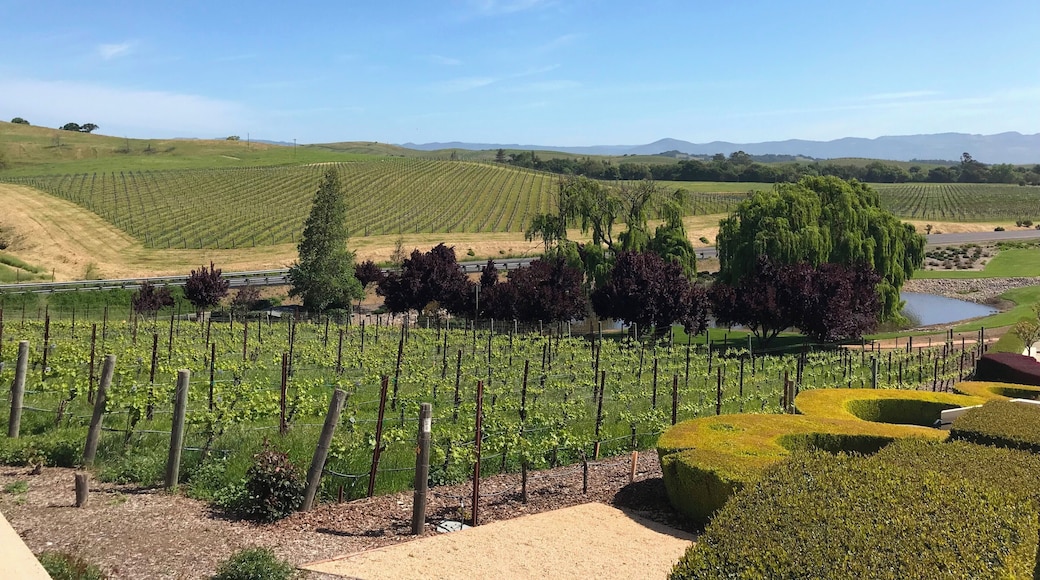 Beautiful backdrop of pinot noir and chardonnay grapes in Napa Valley.