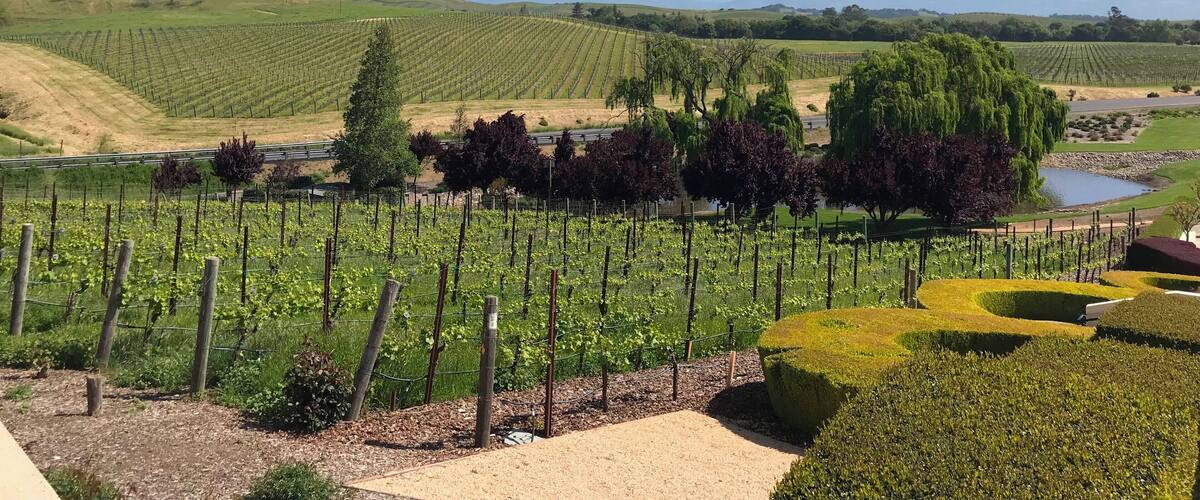 Beautiful backdrop of pinot noir and chardonnay grapes in Napa Valley.