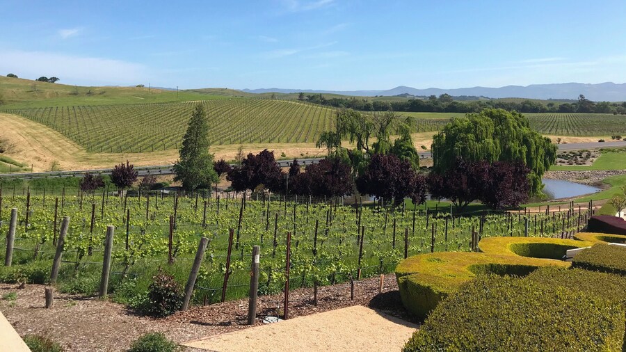 Beautiful backdrop of pinot noir and chardonnay grapes in Napa Valley.