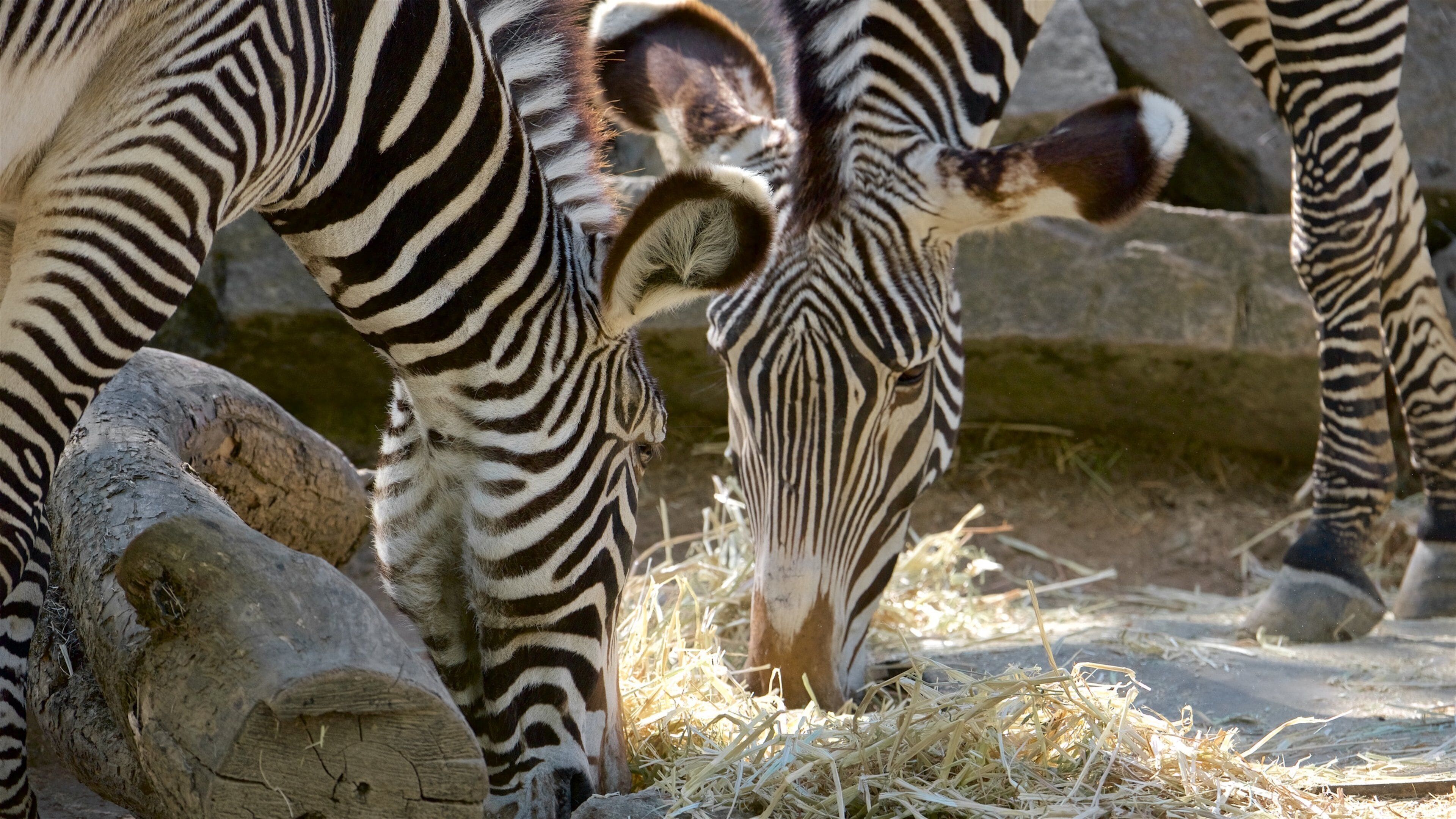 Zebras grazing near a rock formation.