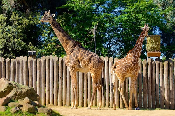 Sacramento Zoo montrant animaux de zoo